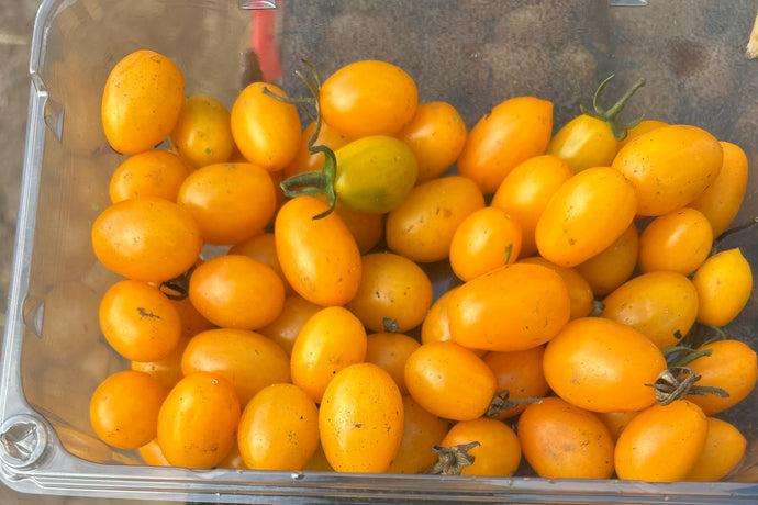 Organic Yellow Nova Cherry Tomatoes