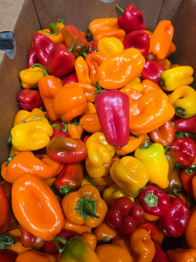 Organic Bell Pepper Mini Tri Color