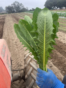 Organic Clio Italian Dandelion