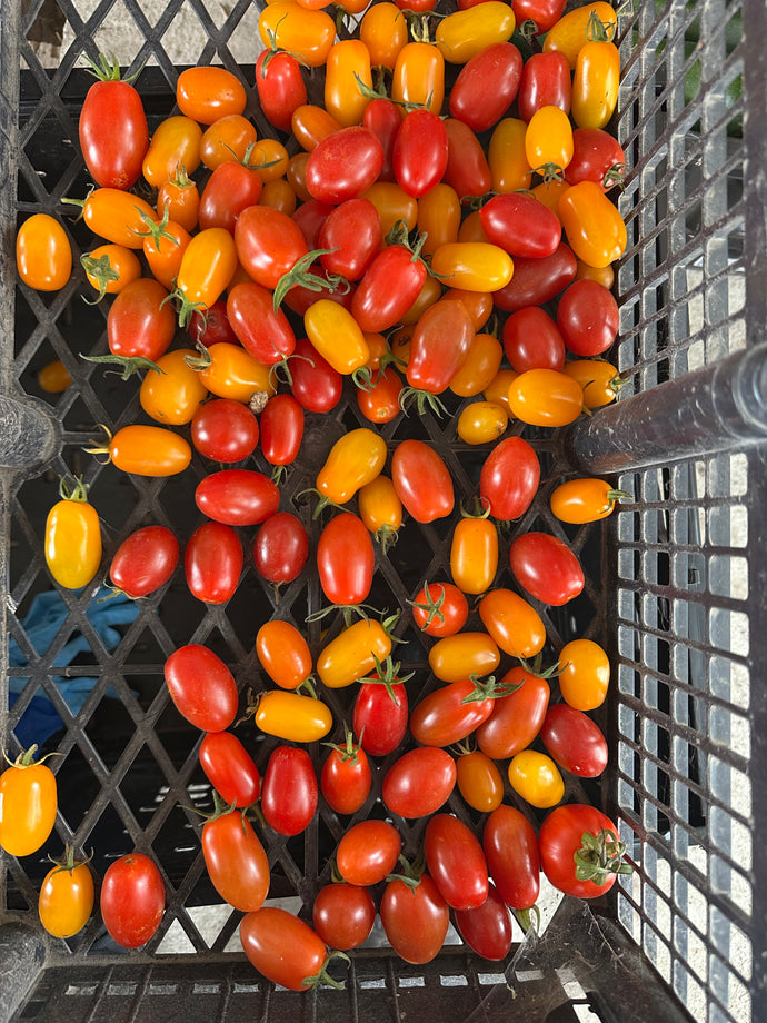Organic Nova Cherry Tomatoes