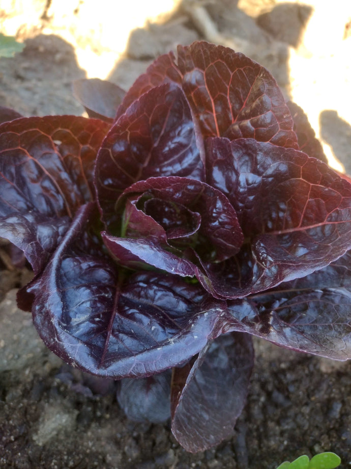 Organic Red Little Gem Lettuce