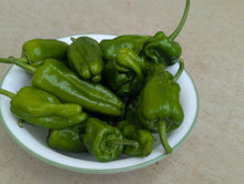 Load image into Gallery viewer, Organic Padrón Peppers
