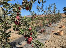 Load image into Gallery viewer, Organic Pixie Crunch Apples
