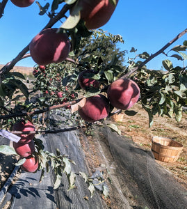 Organic Winecrisp Apples