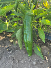 Load image into Gallery viewer, Organic Anaheim Peppers
