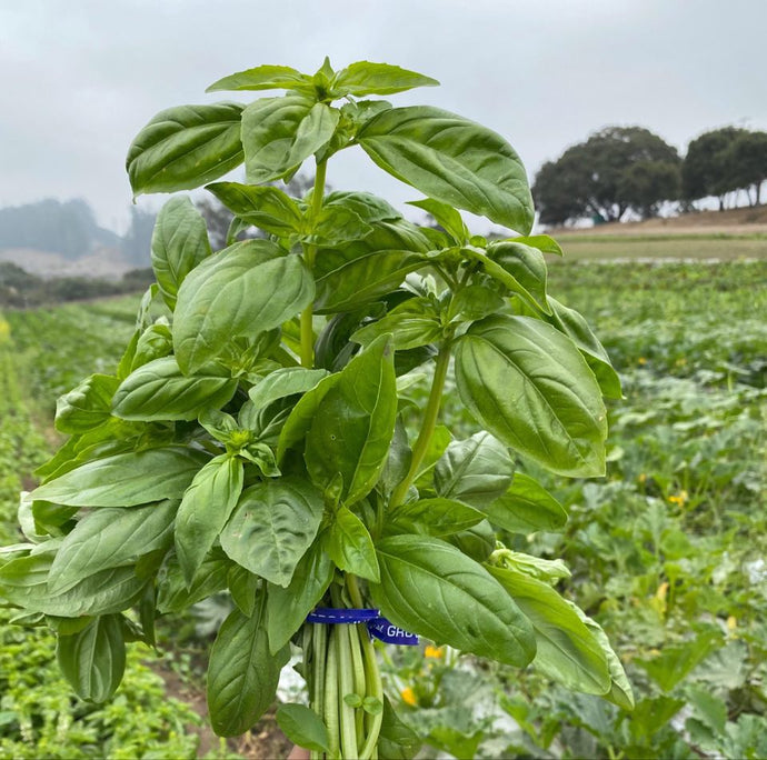 Organic Basil