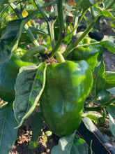 Load image into Gallery viewer, Organic Green Bell Peppers
