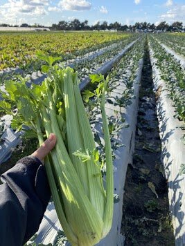 Organic Celery