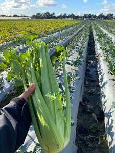 Organic Celery