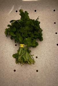 Organic Cilantro