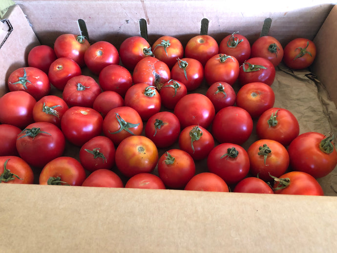 Organic Early Girl Tomatoes