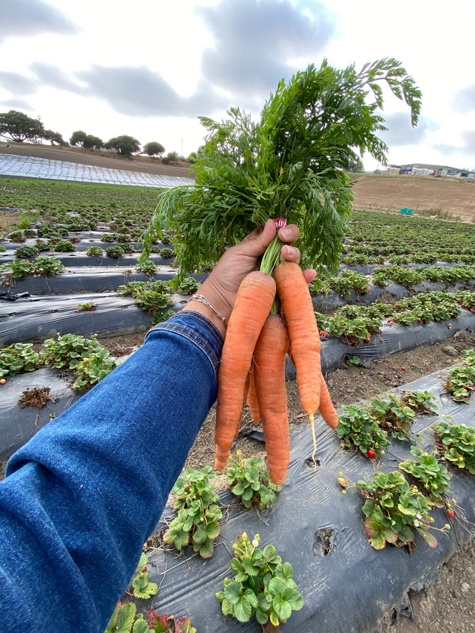Organic Carrots