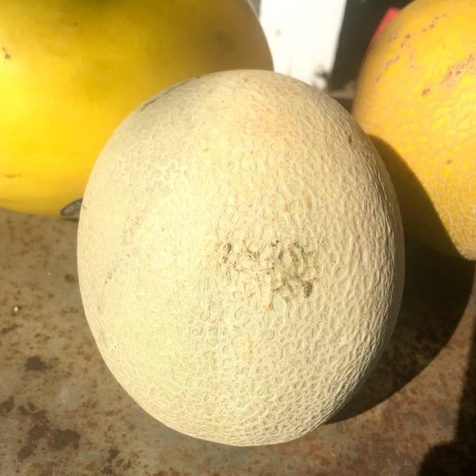 Organic Cantaloupe Melon
