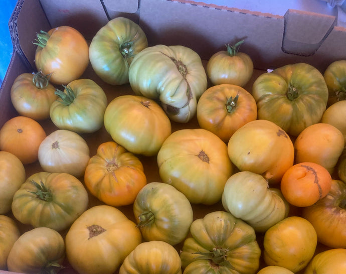 Organic Gold Heirloom Tomato