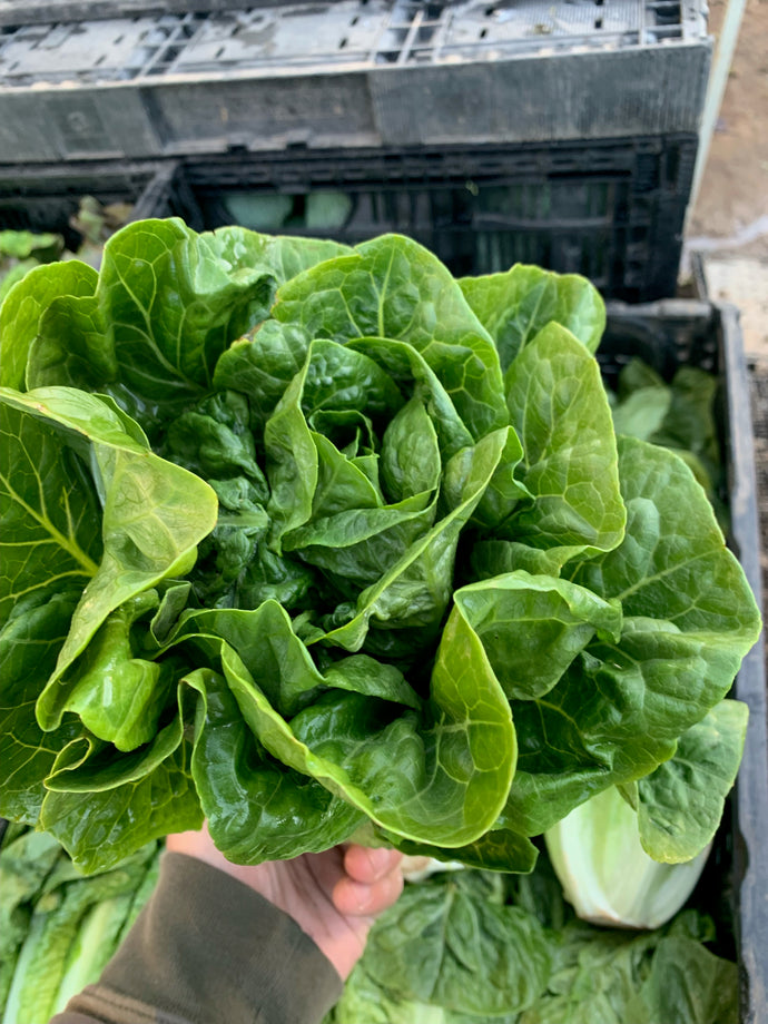 Organic Romaine Lettuce