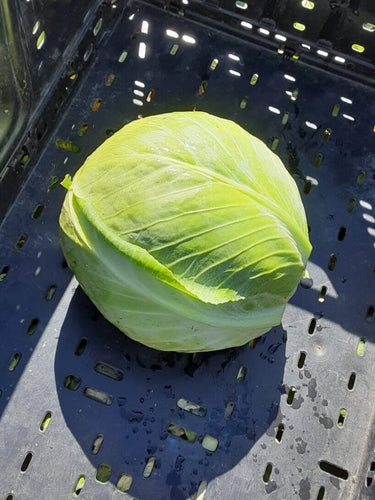 Organic Green Cabbage