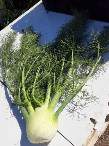 Organic Fennel