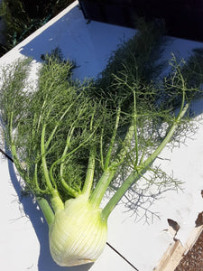 Organic Fennel