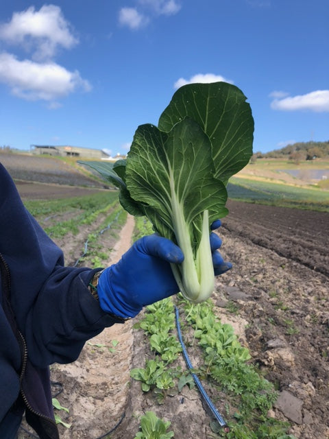 Organic Bok Choy
