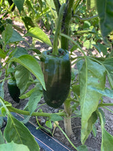 Load image into Gallery viewer, Organic Poblano Pepper
