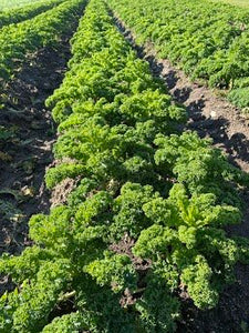 Organic Curly Kale