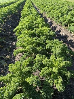 Organic Curly Kale