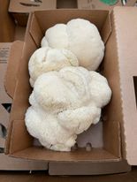 Organic Lion's Mane Mushroom  6 oz.
