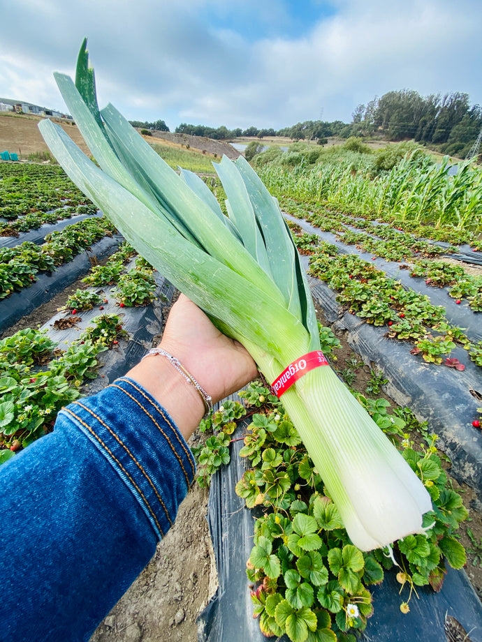Organic Leeks