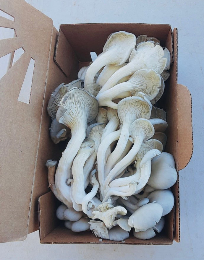 Organic Oyster Mushroom 6 oz.