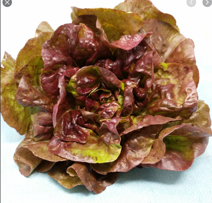 Organic Red Butterhead Lettuce