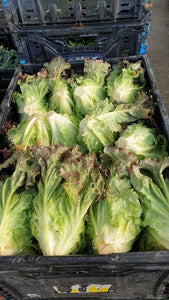 Organic Ruby Sky Lettuce