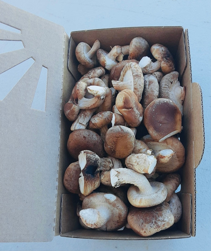 Organic Shiitake Mushroom 6 oz.