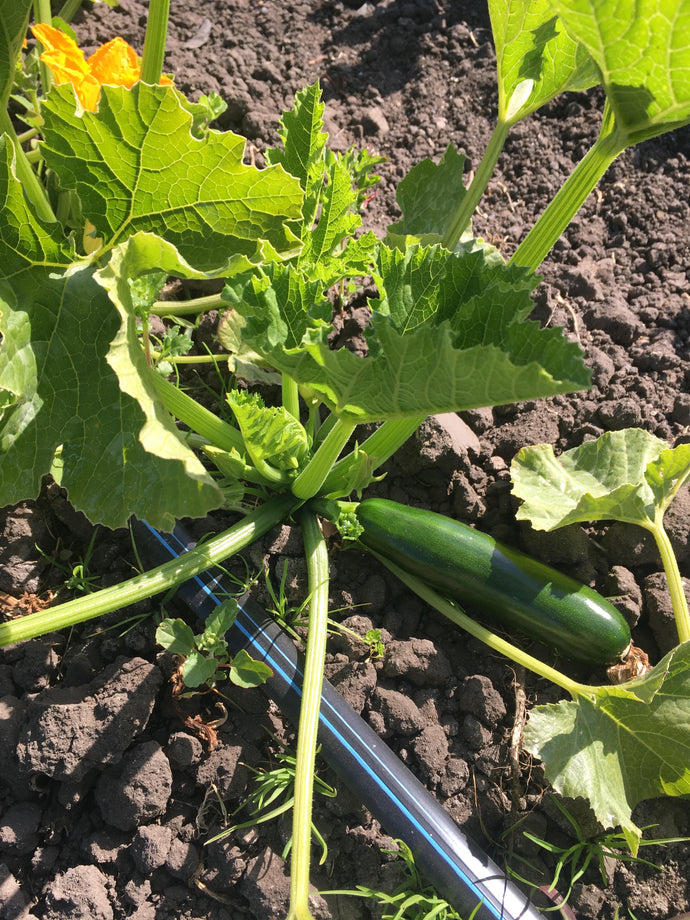 Organic Zucchini
