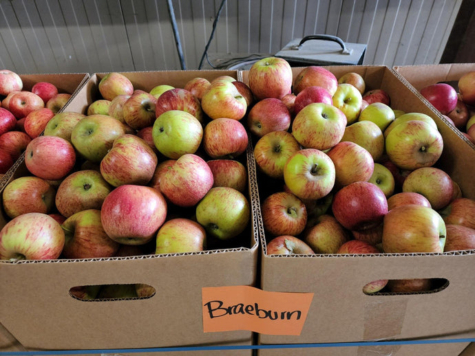 Organic Braeburn Apples