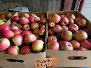 Organic Fuji Apples
