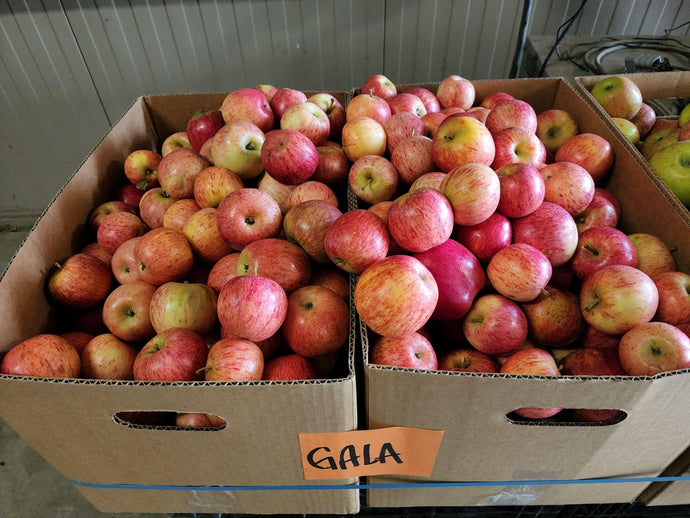 Organic Gala Apples